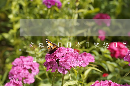欠微粒貸錢不還被起訴(欠微粒貸錢不還被起訴)