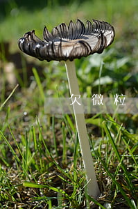 欠微粒貸錢人死了(欠微粒貸錢人死了)