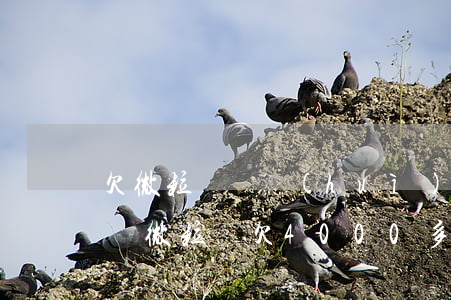 欠微粒貸錢會(huì)上門抓補(bǔ)嗎(微粒貸欠4000多說會(huì)上門)