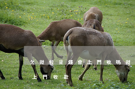 欠微粒貸錢會上門收嗎(微粒貸欠款一萬多會上門收款?)