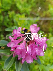 欠微粒貸需要坐牢嗎(微粒貸欠兩萬(wàn)會(huì)坐牢嗎)
