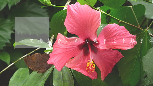 欠微粒贷14万现在还不起怎么办