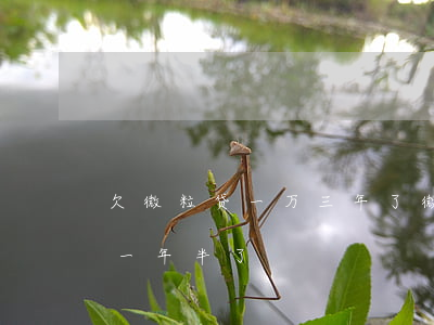 欠微粒贷一万三年了(微粒贷欠款三万八逾期一年半了)