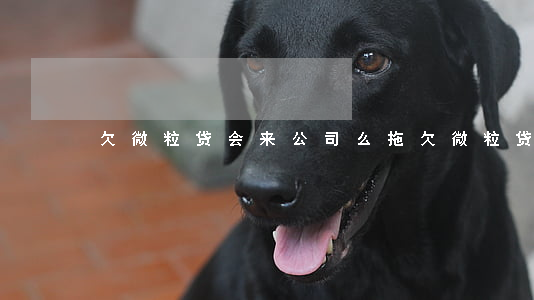 欠微粒贷会来公司么(拖欠微粒贷会怎么样)