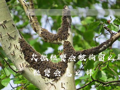 欠微粒贷会被拘留么(朋友被刑拘,没办法还微粒贷,会怎么样?)