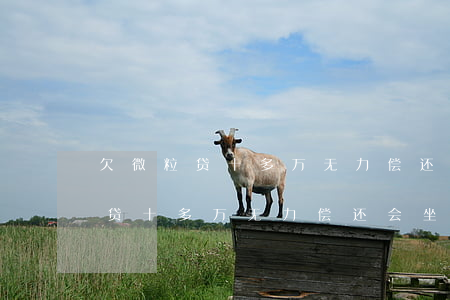 欠微粒贷十多万无力偿还会坐牢吗-欠微粒贷十多万无力偿还会坐牢吗知乎