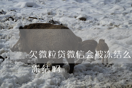 欠微粒贷微信会被冻结么(欠微粒贷微信会被冻结吗)