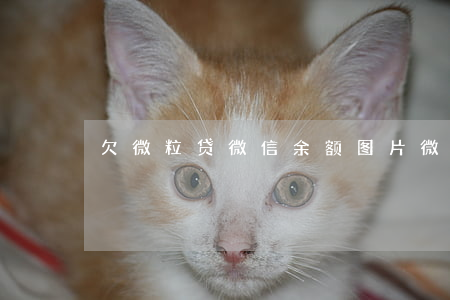 欠微粒贷微信余额图片(微信微粒贷借钱图片)