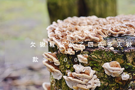欠微粒贷欠了四百多天(微粒贷逾期74天欠款3000)