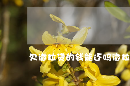 欠微粒贷的钱能还吗(微粒贷钱还了还能借吗)