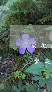 欠微粒贷逾期未还被起诉开庭该怎么办（微粒贷逾期会起诉到法院吗）