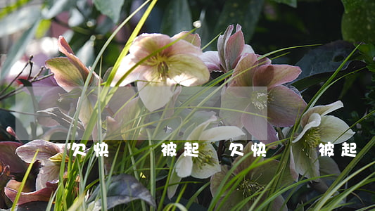 欠快貸錢被起訴(欠快貸錢被起訴怎么辦)