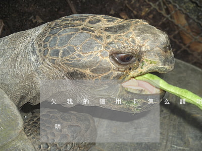 欠我的信用卡怎么證明(欠我的信用卡怎么證明)