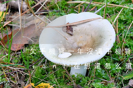 欠手機貸一年沒還(手機貸款幾年沒還現(xiàn)在想還怎么還)