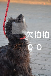 欠拍拍貸12000不還怎么辦(拍拍貸1200沒還)