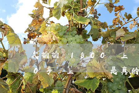 欠拍拍貸1800會上門嗎(拍拍貸欠1000多會上門討債是真的嗎)
