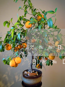 欠拍拍貸1萬(wàn)2沒(méi)錢還(拍拍貸借了1萬(wàn)塊錢沒(méi)還)