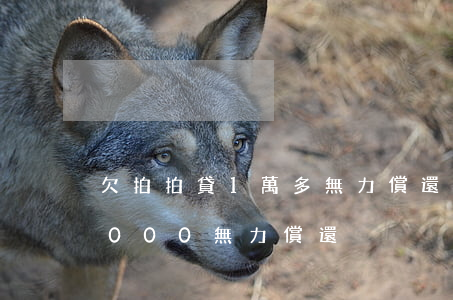 欠拍拍貸1萬多無力償還怎么辦(拍拍貸35000無力償還)