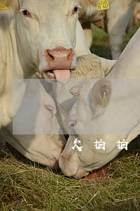 欠拍拍貸20000如何處理6-
