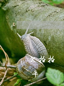 欠拍拍貸2700三年(拍拍貸借3000八年沒還)