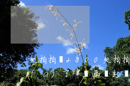 欠拍拍貸2800(欠拍拍貸2000元發(fā)了律師函會起訴嗎)