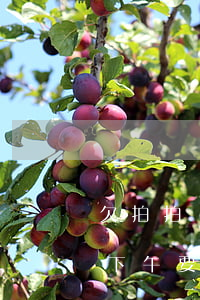 欠拍拍貸2萬上門催款(拍拍貸欠了一萬多說下午要上門是真的嗎?)