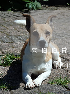 欠拍拍貸3000一個(gè)月不還后果-欠拍拍貸3000一個(gè)月不還后果會(huì)怎樣