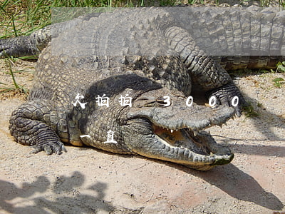 欠拍拍貸3000沒還(拍拍貸借了2000一直沒還)