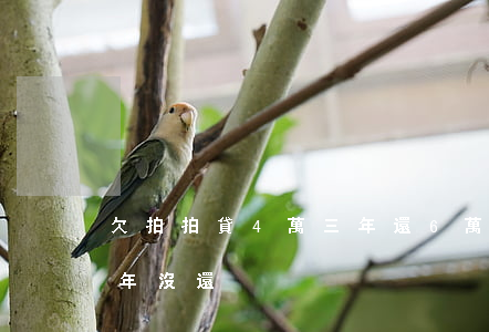 欠拍拍貸4萬三年還6萬多(拍拍貸借4千5年沒還)