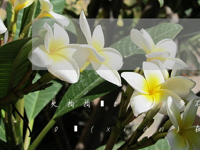 欠拍拍貸5000多不還(我欠拍拍貸8000,現(xiàn)在已經無力償還了,怎么辦?)