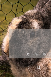 欠拍拍貸500元怎么辦(我欠拍拍貸8000,現(xiàn)在已經(jīng)無力償還了,怎么辦?)