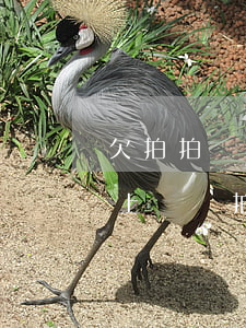 欠拍拍貸5萬(wàn)2年會(huì)上門嗎(拍拍貸借了500兩年多了)