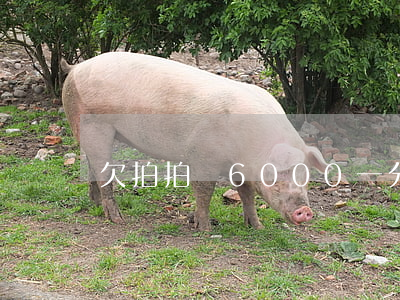 欠拍拍貸6000一分沒還(拍拍貸一萬多沒還)