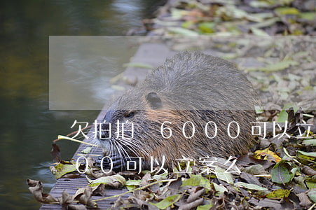 欠拍拍貸6000可以立案么(欠拍拍貸6000可以立案么)