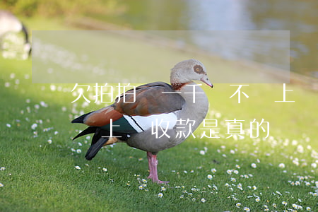 欠拍拍貸一千會不會上門(拍拍貸欠200多說上門收款是真的嗎)