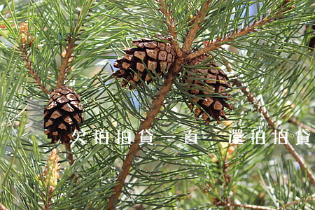 欠拍拍貸一直沒還(拍拍貸借款沒還)