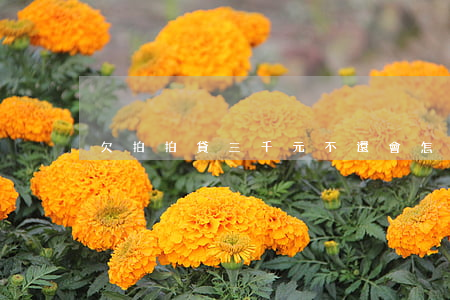 欠拍拍貸三千元不還會怎么