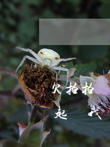 欠拍拍貸三千兩年了(差拍拍貸三千三年了要起訴我)