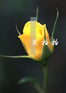 欠拍拍貸三千多會上征信嗎(拍拍貸會被征信嗎)