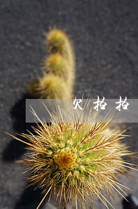 欠拍拍貸上門催債(拍拍貸欠1000多會上門討債是真的嗎)