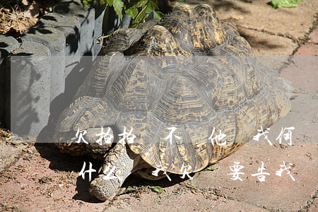 欠拍拍貸不還他賴我何(沒有申請過拍拍貸為什么說我欠錢要告我)