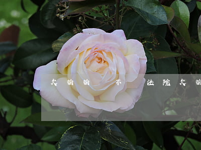 欠拍拍貸不還法院(欠拍拍貸不還法院)