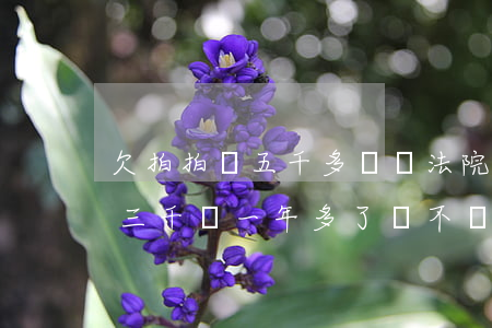 欠拍拍貸五千多塊錢法院會受理嗎(欠拍拍貸三千塊一年多了會不會被法院起訴)