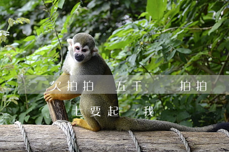 欠拍拍貸五千沒還(拍拍貸欠五千逾期變成一萬七要起訴我)