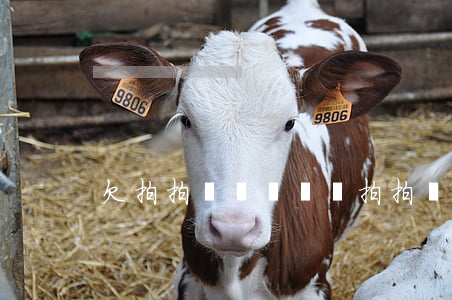 欠拍拍貸兩萬沒還(拍拍貸2萬多沒還)