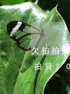 欠拍拍貸已經(jīng)175天了(欠拍拍貸2000多三個月了會被起訴嗎)