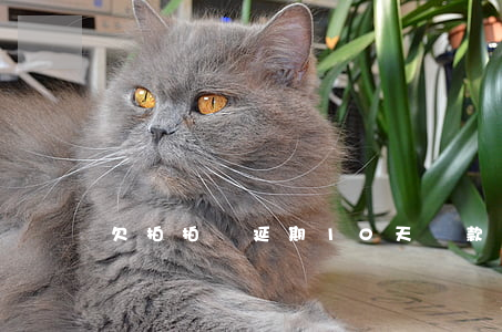 欠拍拍貸延期10天還款嗎