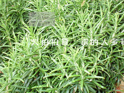 欠拍拍貸沒還的人多嗎