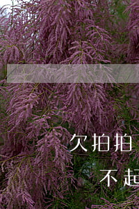 欠拍拍貸的錢(qián)暫時(shí)還不起怎么辦(欠拍拍貸的錢(qián)暫時(shí)還不起怎么辦)