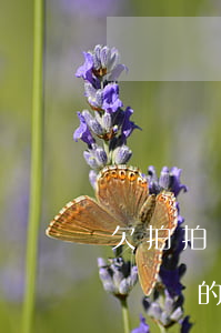 欠拍拍貸的錢后果會怎么樣(有沒有欠拍拍貸沒還的貼吧嘛出來說一下結果唄)